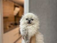 SCOTTISH FOLD LONGHAIR YAVRULARIM