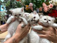 British shorthair yavrularımız yeni yuvalarını arıyolar