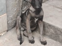 Orjınal belçıka kurdu