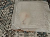 Ücretli sahiplendirme pomeranian boo