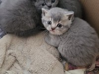 Scottish shorthair bebekler