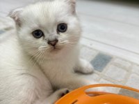 Top kafa scottish fold