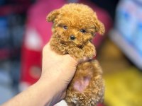 Mağazamızdan Teslim Teacup Toy Poodle