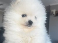 Pomeranian boo teddy