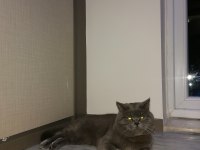 Kedi British shorthair