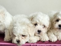 Maltese bebekler