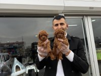 SHOW KALİTE TOY POODLE YAVRULARI FENOMEN PETS ANKARA