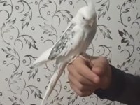 Heawy ve albino sultan papağanı takımlar