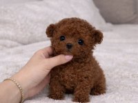 Orjinal Teacüp Poodle Yavrumuz Mex