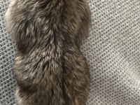 Benim iki hamsterim var taşınacağım için satıcam