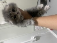 Safkan British Longhair Kedilerimiz Teslime Hazır