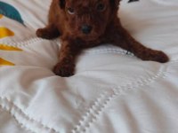 Toy Poodle Irk Garantili Yavrular