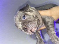 Mavi Gözlü Blue Fransız Bulldog