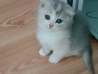 Fawn Tortie Bicolor Scottish Fold Bilek Golden