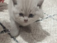 Lilac renk british shorthair yavrular