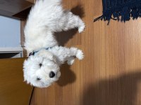 Ücretsiz tatlılar tatlısı maltipoo
