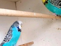 Show jumbo muhabbet kuşlar