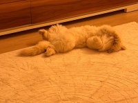 1,5 yaşında british longhair