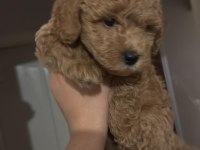 ACİL SATILIK toy poodle