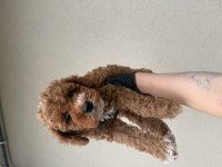 Toypoodle Bebeklerim 