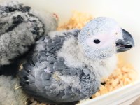Jako papağanı yavrularımız yeni ailelerine gitmeye hazır
