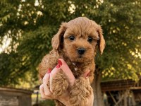 RED KORE MİCRO TEACUP MALTİPOO