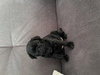 2 aylık pug