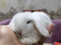 LOP TAVŞAN HOLLANDA VE KEMİRGEN TÜRLERİ MEVCUTTUR