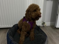 14 aylık sevimli bir deli oğlan poodle