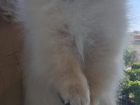 Ayı surat pomeranian yavrumuz