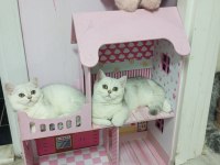 Silver shaded safkan british shorthair yavrular Catteryden
