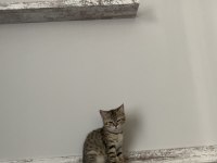 British shorthair dişi yavrumuz