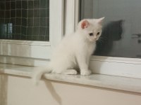 3 Yavru British Shorthair Yeni Yuvasını Bekliyor