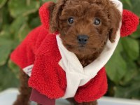 Kore Toy Poodle