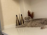 Ücretsiz kedimiz scottish fold