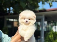 Yavru Pomeranian Boo Yavrularımız