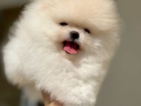 İnanılmaz güzellikte bembeyaz Pomeranian kızımız