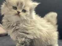 Erkek longhair yavru british