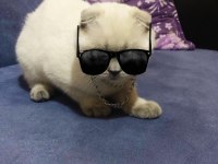 Scottish fold 10 aylık