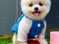 Ankaranın En Güzel Pomeranian Boo Yavruları