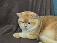 ÜCRETSİZ SAHİPLENDİRME British Golden Shorthair