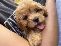 Maltipoo Yavrularımız