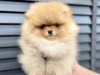 TEDDY BEAR POMERANİAN YAVRULARI