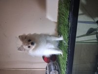 Pomeranian boo teacup 4 aylık