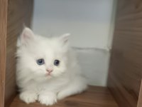 Böylesini Kediyi Zor Bulursun