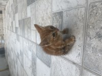 Sarı tekir kedimiz