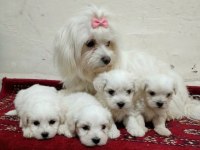 Minik Maltese Bebişler