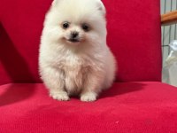 3 aylık pomeranian yavru