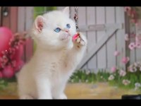 Kusursuz Asil Silver British Shorthair 