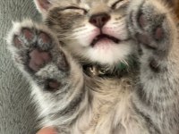 Oyunbaz british shorthair evinizin yeni neşe kaynağı olacak